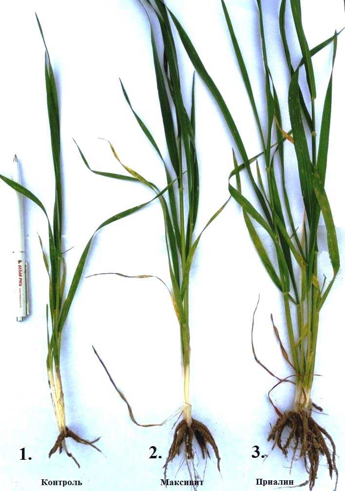 Растения яровой пшеницы, взятые с опытной делянки BBCH 31 2017 г. (1 – контроль, 2 - Максивит, 3 - Приалин)